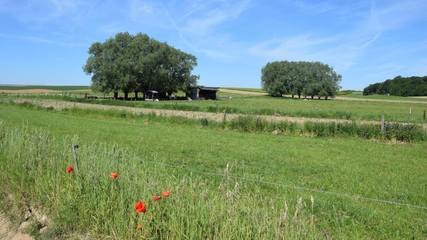 Niet de hoeveelheid aanwezige soorten bepalen of een lokaal grasland productief is, maar wel de hoeveelheid soorten die in de hele regio present zijn.