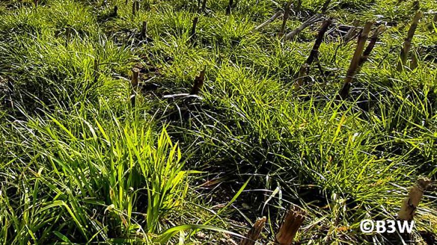 Onderzaai van gras in maïs wordt aangeraden.