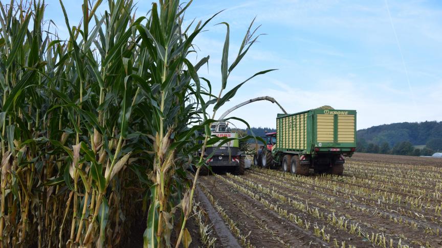 Vijf nieuw aanbevolen kuilmaïsrassen werden toegevoegd aan de ILVO-rassenlijst.