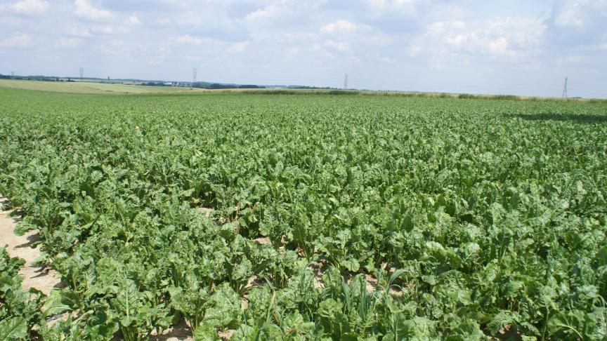 Zo’n 29% van de land- en tuinbouwbedrijven is gespecialiseerd in akkerbouw.