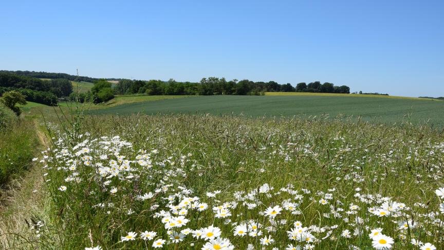 Natuurpunt vraagt de Vlaamse regering om landbouwers te ondersteunen voor ecologische initiatieven.