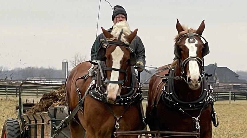 De hengst L. Valley Prince Piper en de merrie Spring Hollow Carmen nog aan het werk op een Amish Farm in Indiana (USA) net vóór hun vertrek  naar België.