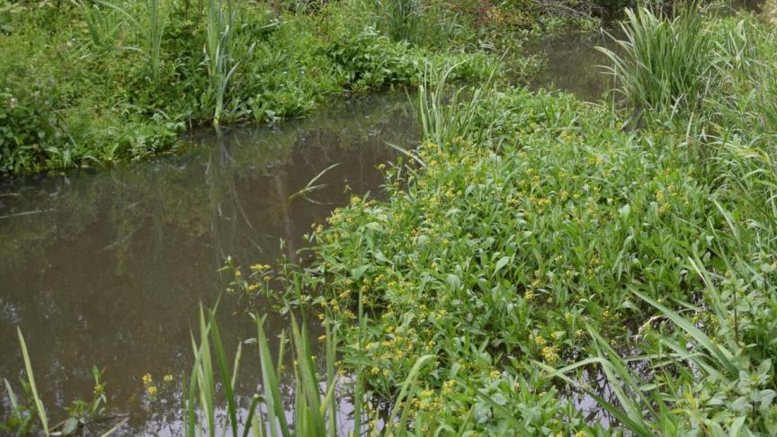 Grote verschillen in het beheer van oppervlaktewaterbeheer zorgt voor een gebrek aan efficiëntie en daadkracht.