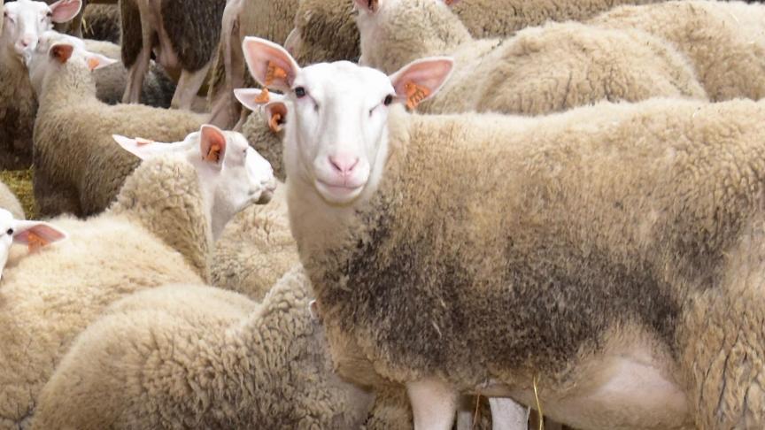Voor het slachten van kleinere landbouwdieren zijn er minder en minder regionale  inrichtingen.