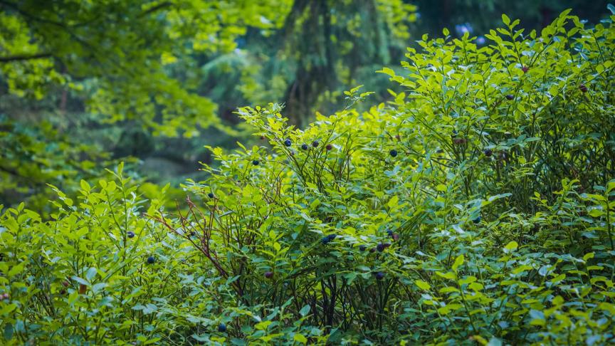 Voedselbossen bestaan doorgaans uit eetbare bomen, planten en struiken en zijn gericht op duurzame voedselproductie.