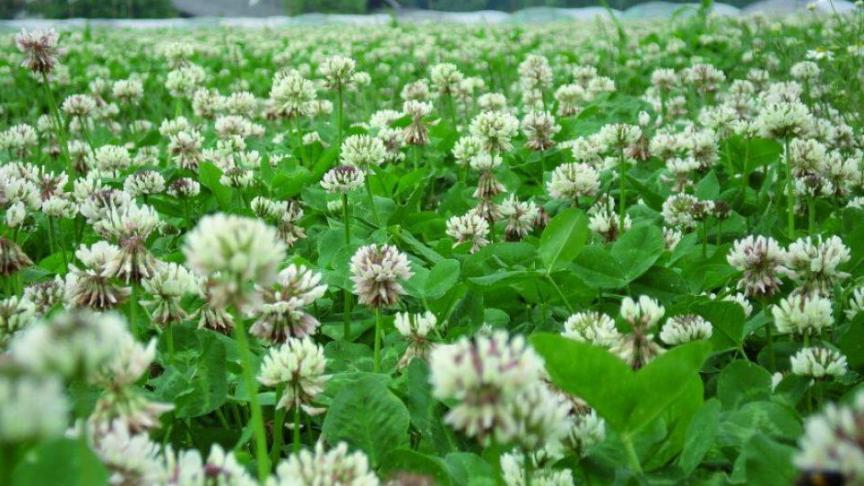 Planten en grassen kunnen broeikasgassen uit de atmosfeer halen en die opslaan in de bodem.