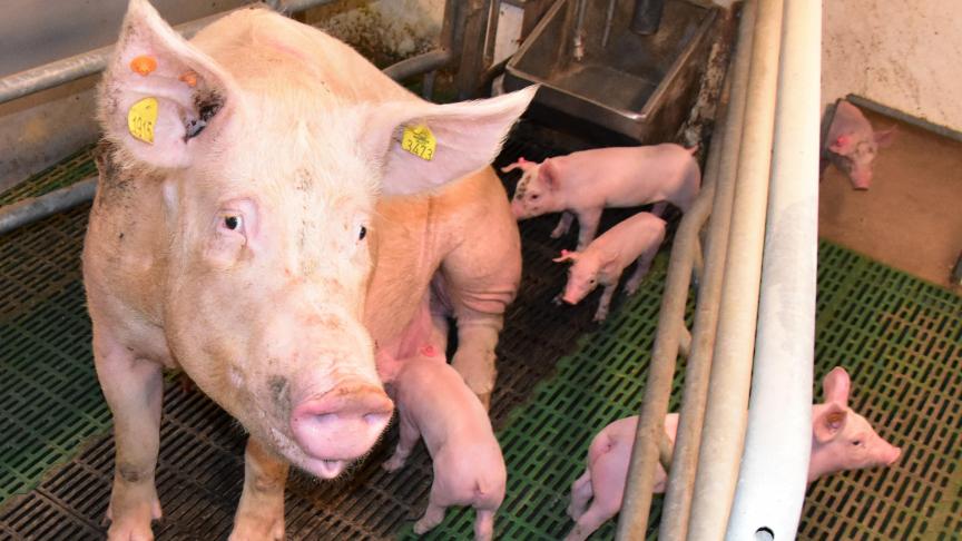 Nooit eerder beleefde de Vlaamse varkenshouderij zo’n grote crisis. Het verlies op bedrijven loopt op tienduizenden euro’s per maand.
