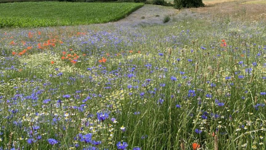 Meer en meer landbouwers sluiten beheersovereenkomsten met de VLM af om tegen een vergoeding extra inspanningen te leveren voor milieu, natuur en biodiversiteit.