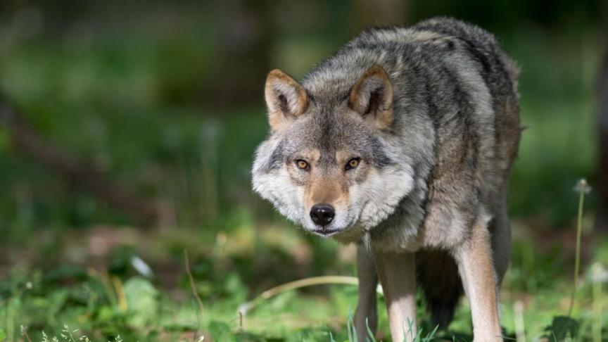 In de aan België grenzende oostelijke Nederlandse stad Weert is een dode wolf gevonden.