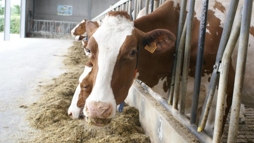 Voor melkvee kan je via aangepaste voeding de methaanproductie van de dieren op je bedrijf substantieel verminderen.