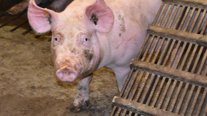 In Nederland startte men jaren geleden al met de afbouw van de varkensstapel in kwetsbare gebieden.