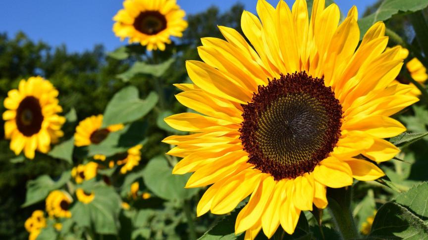 De aardappelverwerkers gebruiken normaal zonnebloemolie om de aardappelen te verwerken tot frietjes of chips. 75% daarvan is afkomstig uit Oekraïne en Rusland.