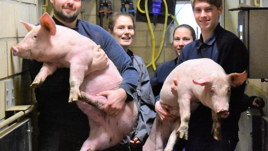 Onderzoekers van het ILVO en KU Leuven werken op het varkensbedrijf Hanssens-Messely aan het project Unipig: van links naar rechts Sam Decubber, Katrijn Hooyberghs, Anja Van Havermaet en Maxim Van Ryckeghem.