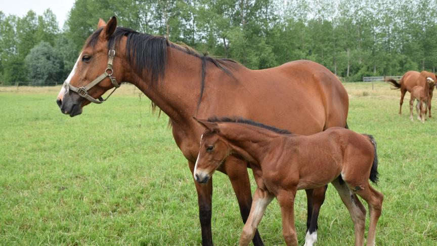 De exploitanten moeten hun paardachtigen achteraf uiteraard terugbrengen naar het land van vertrek.