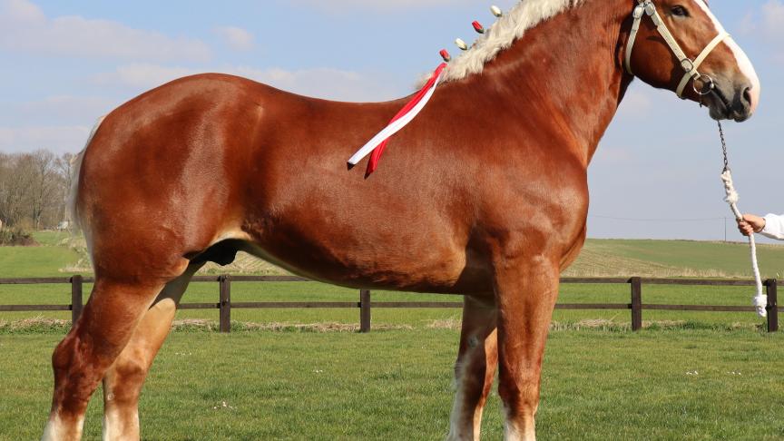 De net geen 3 jaar oude L-Valley Prince Piper van Stal Talpe uit Komen werd met een hoge puntenscore voor de eerste maal goedgekeurd.