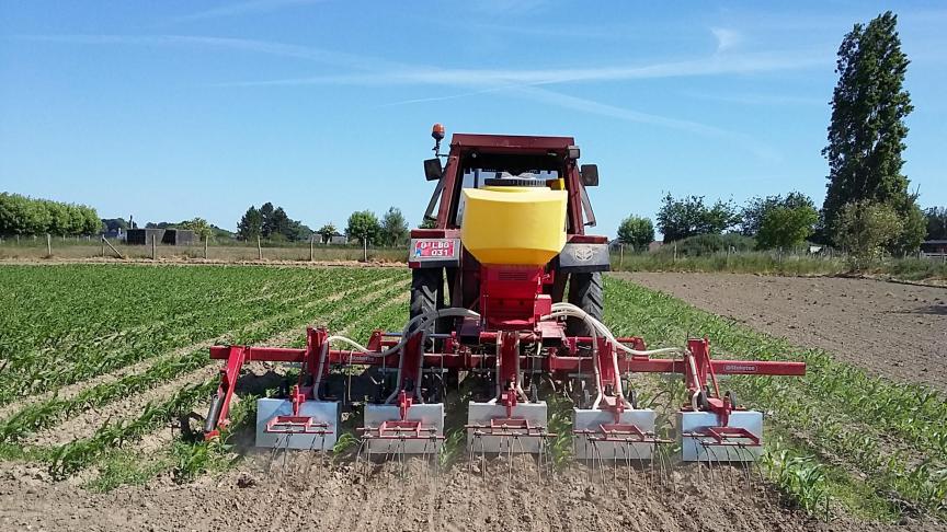 Inzaaimengsel Engels raaigras + kropaar in het 4-5-bladstadium van de maïs, foto genomen op 28 mei 2020, Moortsele.  Bij zaai werd via kappen vermeden dat graszaad terechtkwam in de maïsrijen.