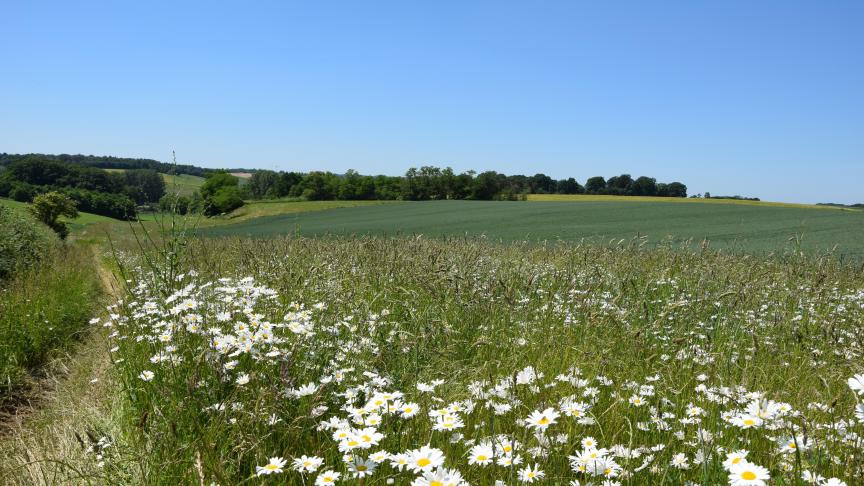 Functionele AgroBiodiversiteit (FAB) creëert voordelen voor zowel landbouw als natuur.