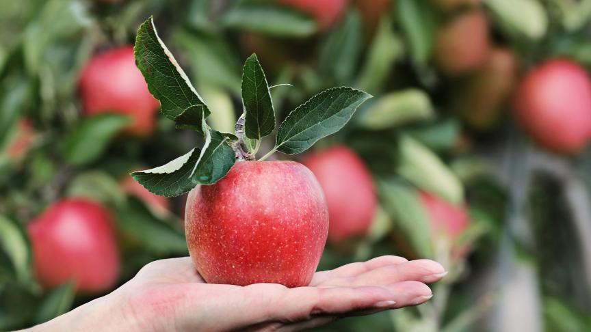 De deelnemers van de Sneukeltocht kunnen genieten van een lokaal geteelde appel.