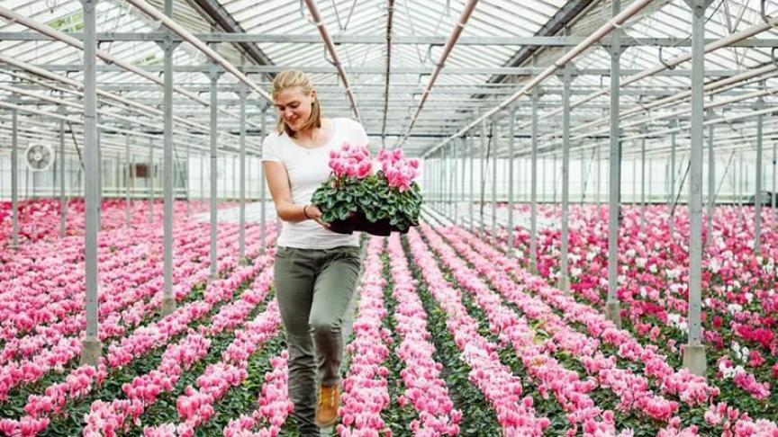 De winnende foto van de fotowedstrijd glastuinbouw – Serre met cyclamen