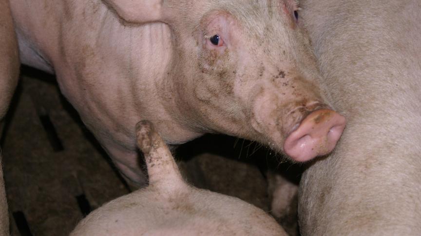 De paters van Averbode lieten gespreid over een volledig jaar ongeveer 16 varkens slachten. Het vlees aten ze zelf op
