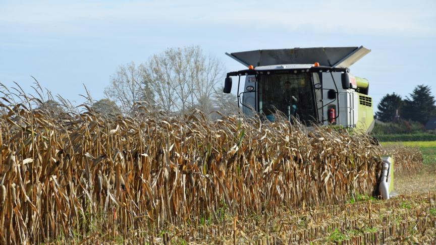 Vlaanderen produceert steeds minder maïs en tarwe.