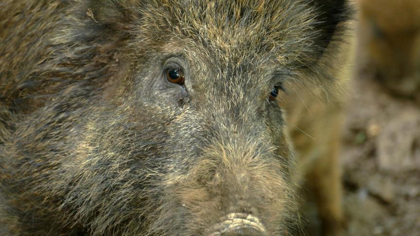 De haard ligt niet ver van Frankrijk, dat al sinds 1974 geen gevallen van Afrikaanse varkenspest meer kent.