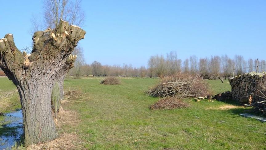 Het is wel een uitdaging om genoeg biomassa bijeen te brengen om te kunnen gebruiken en die biomassa moet ook voldoen aan de vereiste kwaliteit voor de beoogde toepassing.