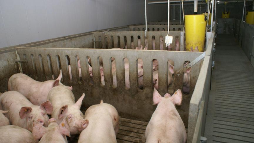 De Vlaamse overheid voorziet een financiële tegemoetkoming in de vorm van een verhoogde VLIF-steun voor varkenshouders die hun niet-AEA (ammoniakemissiearme) stallen door middel van investeringen in betere technieken minder ammoniak laten uitstoten.