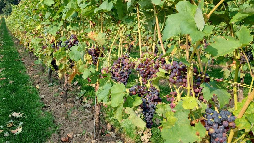 Het aantal wijnboeren en het areaal namen vorig jaar toe, maar de productie nam af.