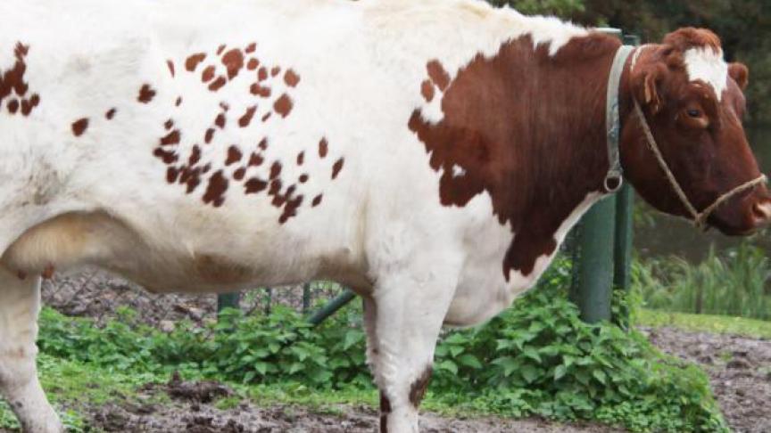 Er zijn nog 22 bedrijven met in totaal 1205 stuks Oost-Vlaams Wit-Rood.