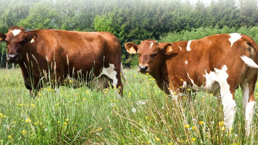 Er zijn nog 5 bedrijven met in totaal 461 stuks Kempisch Rood-Bont.