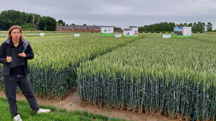 Hybride rassen maken een goede indruk op het demoplatform van Aveve;  zowel in wintergerst, wintertarwe als in winterrogge.