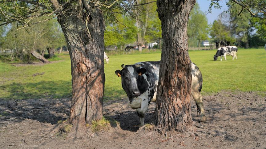 In tijden van hitte en verdroging zorgen bomen in de weide voor schaduw en verkoeling voor het vee.