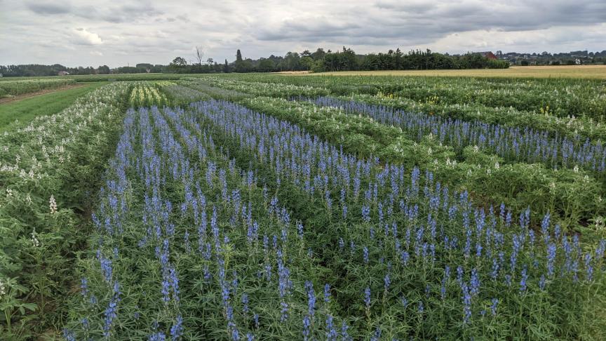 Fobelets: “Ik hoop dat de resultaten op ons proefveld zo beloftevol zijn dat lupinen in de definitieve ecoregeling aan de lijst van subsidiabele eiwitteelten worden toegevoegd.”