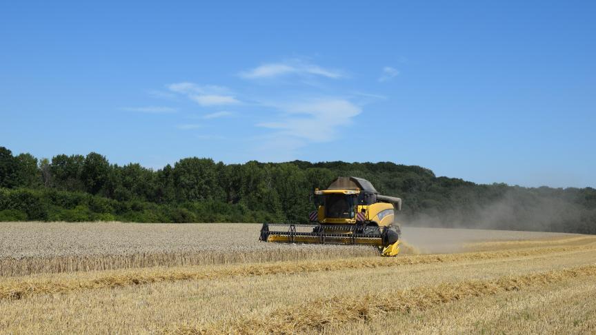 De EU heeft de productieraming voor tarwe in Europa verlaagd ten opzichte van de afgelopen maand.