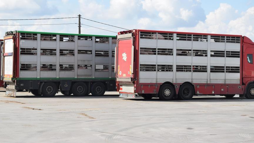 Vlaanderen ijvert op Europees niveau voor meer dierenwelzijn tijdens het transporteren van dieren.