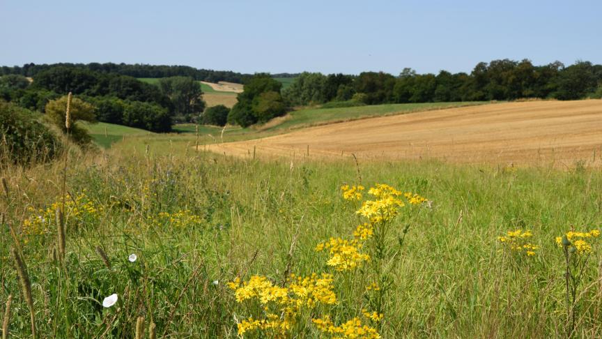 De precieze impact van droogte op wilde planten hangt van verschillende factoren af.