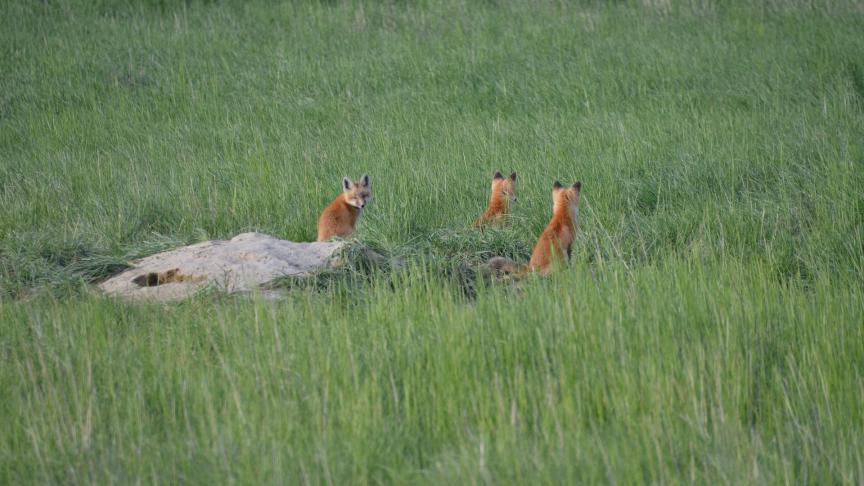 De vossen stierven waarschijnlijk na het eten van met vogelgriep besmette dieren.