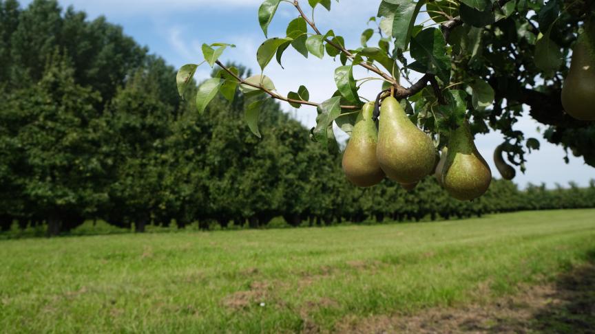 Dit jaar zal er in Europa een eerder normaal aanbod van appelen en een iets hoger aanbod van peren zijn. 2023 wordt evenwel een seizoen met de nodige uitdagingen.