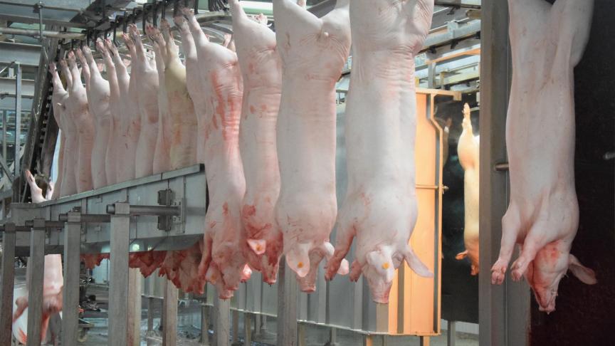 De frequentie van de onaangekondigde controles wordt gekoppeld aan de vaststelling van non-conformiteiten in het slachthuis en de grootte ervan.