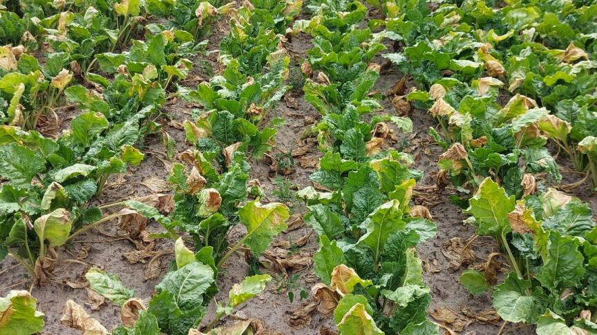 De bieten staan over het algemeen gezond, maar lijden uiteraard ook fel onder de droogte.