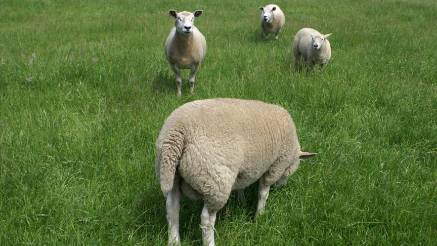 Eerst werd het oude riet gemaaid en schapen kunnen nieuw groeiend riet afgrazen.