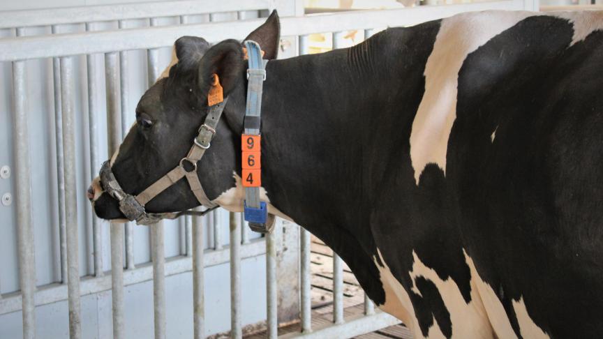 Een sensor in de halster van de koe volgt wanneer en hoelang de koe eet,  drinkt en herkauwt.