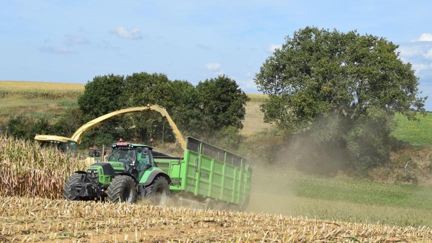 LCV stelt dat er doorgaans niet meer gewacht moet worden met het hakselen van maïs.