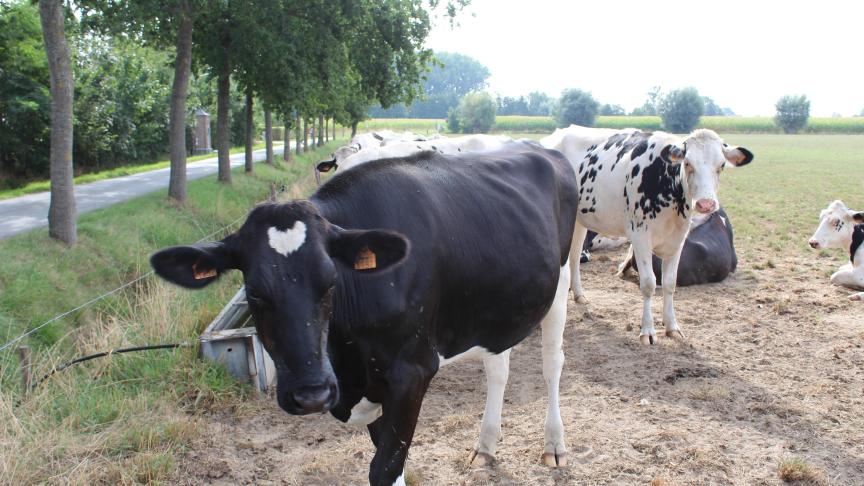 Later dit jaar doet de Nederlandse Raad van State een oordeel over hoe de stikstofuitstoot bij het weiden van vee moet worden beoordeeld.
