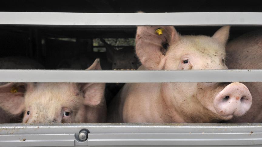 Een decreet dat strengere straffen voorziet voor burgers en bedrijven die dieren mishandelen of verwaarlozen, wordt nu aangevochten.