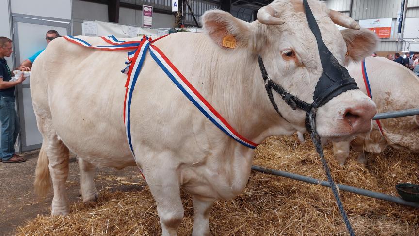 Tijdens de dierenprijskampen op Space werden dit jaar 550 runderen gekeurd.