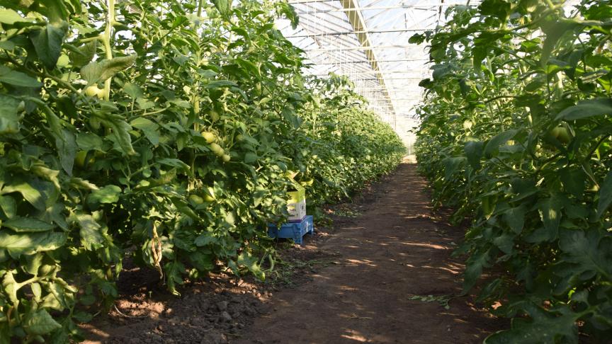 Belichte teelten in serres, zoals tomaten, zullen er deze winter naar verwachting bijna niet zijn, volgens Boerenbond.
