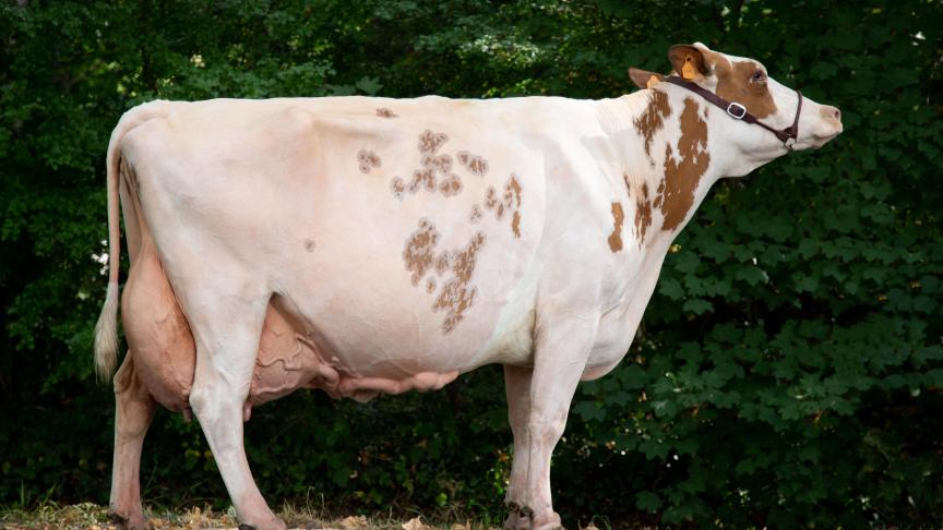 Kinia (v. Pitbull), kampioene roodbont oude koeien. Eig: Tom Van de Vyver, Melsele