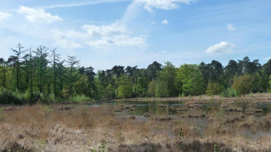 In een zone van zowat 10.000 m2 in het Turnhouts Vennengebied wordt het waterpeil geoptimaliseerd